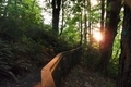 Sunlit handrail cutting through emerald green fern rainforest park with setting sun lens flare. - PhotoDune Item for Sale