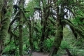 Hall of Mosses in the Olympic National Park, large moss covered trees with rain forest ferns - PhotoDune Item for Sale