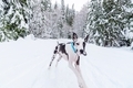 Beautiful young harlequin great dane running through a winter wonderland powder snow. - PhotoDune Item for Sale