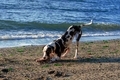 Cute dog digging in the sand on a coastal beach. - PhotoDune Item for Sale