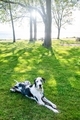 Great dane dog laying in green grass late day sun through trees.  - PhotoDune Item for Sale