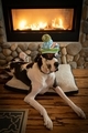 Ski dog resting by fireplace - PhotoDune Item for Sale