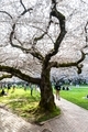 Cherry tree in full bloom with many people on spring season day. - PhotoDune Item for Sale