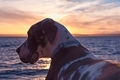 Great Dane enjoying beach sunset - PhotoDune Item for Sale