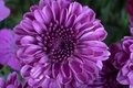 Macro close up of blooming purple flower. - PhotoDune Item for Sale