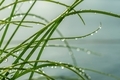 Water dew drops clinging to blades of green grass macro view. - PhotoDune Item for Sale