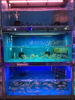 Fish tanks at the pet store