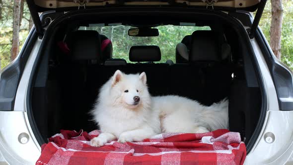 A woman in a stylish hat sits in a car with a dog during a trip to nature. Camping, travel.