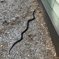 Black rat snake slithering on ground  - PhotoDune Item for Sale