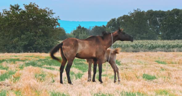 Beautiful Horses in the Green Meadow