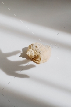 ill life modern composition. Minimalistic and simplicity aesthetic. Decoration for business. Sea ocean summer mood.