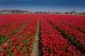 Field of red tulips - PhotoDune Item for Sale