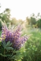 Bouquet of lupine flowers, backlit - PhotoDune Item for Sale