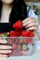 Graceful slender fingers of a young girl take out bright red ripe strawberries - PhotoDune Item for Sale