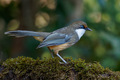 White throated  - PhotoDune Item for Sale