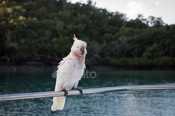 ean, boat, sea, water, garden, noisy, green, feathers, friendly, expect, food, eating, demanding, cockatoos, bird, white, animal, pet, nature, wildlife, feather, beak, yellow, crest, tropical, wild, cacatua, australia, birds, exotic, macaw, crested, peacock, beautiful, natural, background, wing, closeup, outdoor, cute, lake, summer, blue, portrait, beauty, native