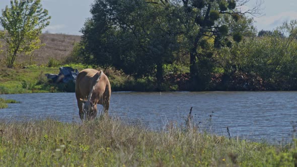 Brown Riding Horse Grazing