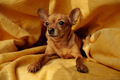 Adorable little dog on yellow background  - PhotoDune Item for Sale