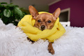 Cute dog in yellow scarf  - PhotoDune Item for Sale