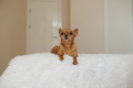 small dog lies on the bed - PhotoDune Item for Sale
