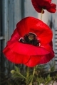 The flowering of the red poppy - PhotoDune Item for Sale