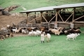 Little girl feeding goats on the farm. Agritourism concept. Life in the countryside - PhotoDune Item for Sale