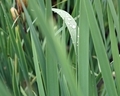 Drops of morning dew on a blade of grass - PhotoDune Item for Sale