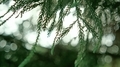 Yoshida evergreen tree branches - PhotoDune Item for Sale