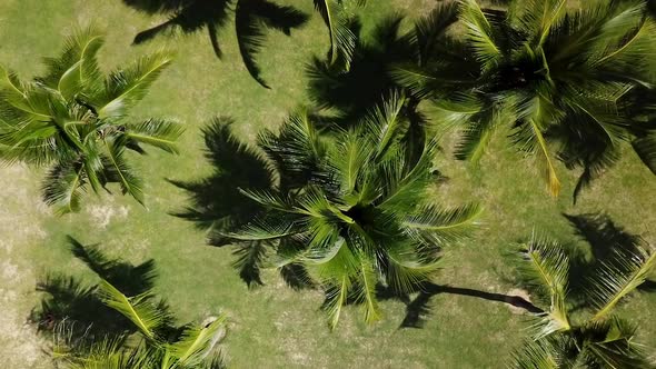 Tranquil Coconut Palm Tree Growing in Rows Tropical Tourism Background