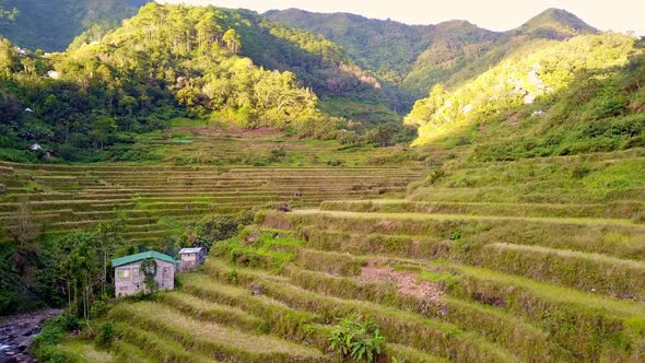 Paddy Rice Fields Near Chocolate Hills In Bohol Philippines