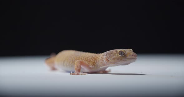 Small Wild Lizard with Big Eyes and Spotted Skin is Looking Studio Footage
