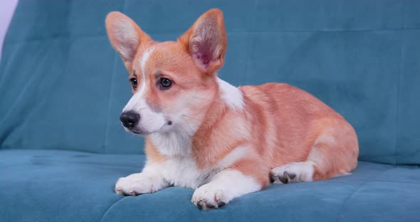 Cute Red and White Corgi Puppy Sits on Blue Sofa at Home