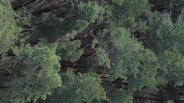 Vertical Video of Green Pine Forest By Day Aerial View