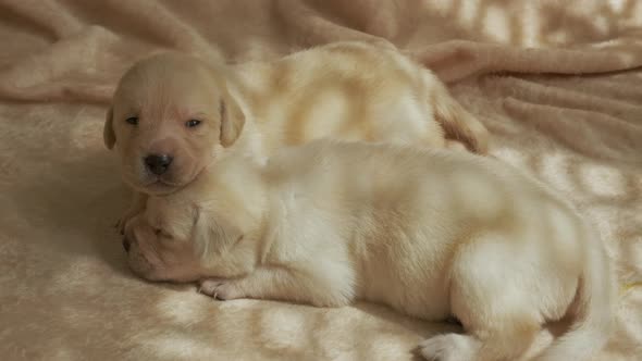 Young Yellow Labrador Puppies