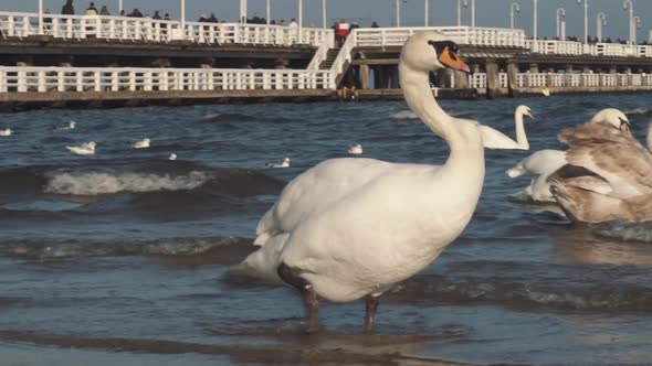 Swans and Seagulls on the Baltic Sea in Winter, Spot City Poland. Many Seabirds, Gulls and a Swan