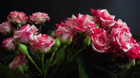 Roses on a black background. Falling drops of water on flowers.