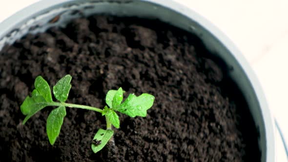 Growing Tomatoes From Seeds Step By Step