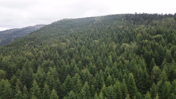 Trees in the Mountains Slow Motion. Aerial View of the Carpathian Mountains in Autumn. Ukraine