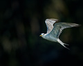 River tern  - PhotoDune Item for Sale