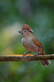 Streaked laughing thrush  - PhotoDune Item for Sale