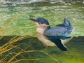 Australia's little blue fairy penguin in the water in La Jolla California's breeding program - PhotoDune Item for Sale