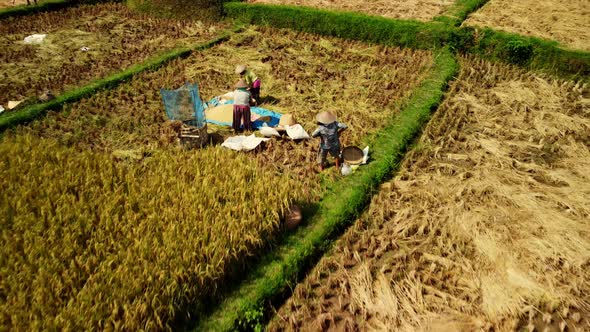 Workers are processing rice grain on plantation. Village in Bali, Indonesia - drone pull back