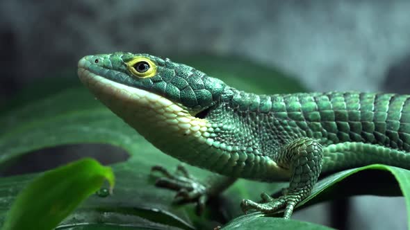 Mexican Alligator Lizard on leaf with water dripping on its head