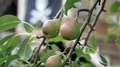 Pears hanging from a tree limb - PhotoDune Item for Sale