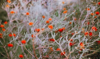 tralian nature. Australian plants