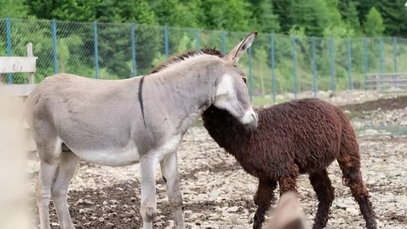 Alpaca Fights with a Donkey