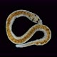 Ophidonais serpentina worm under a microscope, Oligochaeta Subclass - VideoHive Item for Sale