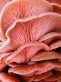 Pink oyster mushrooms  - PhotoDune Item for Sale