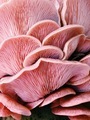 Pink oyster mushrooms  - PhotoDune Item for Sale