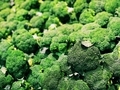 Fresh broccoli from local farm market  - PhotoDune Item for Sale